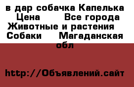 в дар собачка Капелька › Цена ­ 1 - Все города Животные и растения » Собаки   . Магаданская обл.